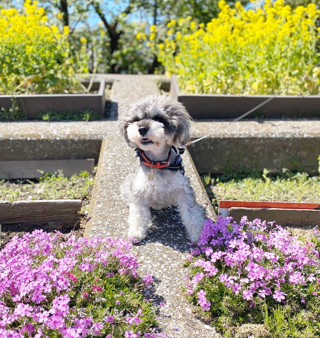 Sayuri（岸岡小百合）さんのインスタグラム写真 - (Sayuri（岸岡小百合）Instagram)「* 桜も咲きかけだった3月の写真🌸 今もおうちの周りには たくさんお花が咲いています🌷 今日もポカポカで、 窓をあけるだけでも気分が晴れますね❤️ * ちょこっとおうちの周りをお散歩しては お家に閉じこもる生活ではありますが、 愛犬のおかげで心病むことなく生活できています♪ @jill_schna * * 今年はせっかくだから美白や スキンケアに力を入れようかな❤️ 美白やスキンケアについても ちょこちょこあげていきますね♪  #美白　#スキンケア #おうち時間  #spring」4月19日 15時41分 - sayuuringo