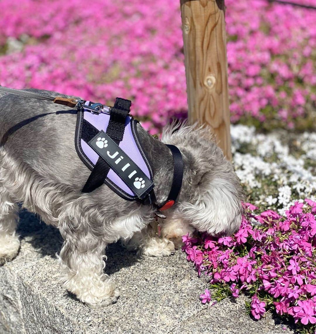 Sayuri（岸岡小百合）さんのインスタグラム写真 - (Sayuri（岸岡小百合）Instagram)「* 桜も咲きかけだった3月の写真🌸 今もおうちの周りには たくさんお花が咲いています🌷 今日もポカポカで、 窓をあけるだけでも気分が晴れますね❤️ * ちょこっとおうちの周りをお散歩しては お家に閉じこもる生活ではありますが、 愛犬のおかげで心病むことなく生活できています♪ @jill_schna * * 今年はせっかくだから美白や スキンケアに力を入れようかな❤️ 美白やスキンケアについても ちょこちょこあげていきますね♪  #美白　#スキンケア #おうち時間  #spring」4月19日 15時41分 - sayuuringo