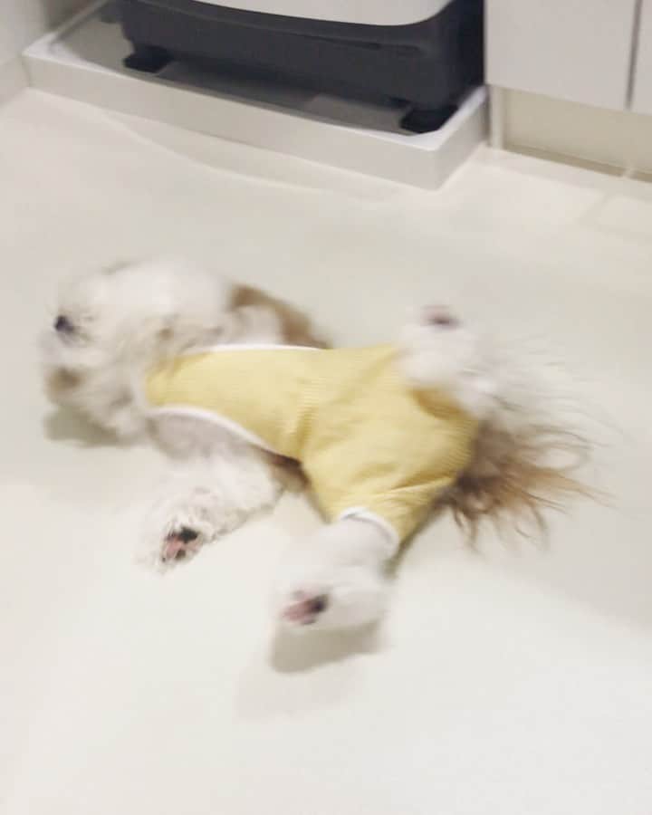 水嶋はちのインスタグラム：「🧹💨💨 * to mop! to sweep! to clean the floor!!🐶 * * お掃除お掃除 拭き拭き〜〜からの〜掃き掃除も!! 顔面、背中、手足を自在に操る掃除術‼︎ 自称綺麗好きなボクです‼︎ * *  #はち #HACHI #シーズー大好き部 #ブラッシングの後のルーティン #せっかくブラッシングしたのに台無し #すごいすごいと褒めるとスピードが増す」