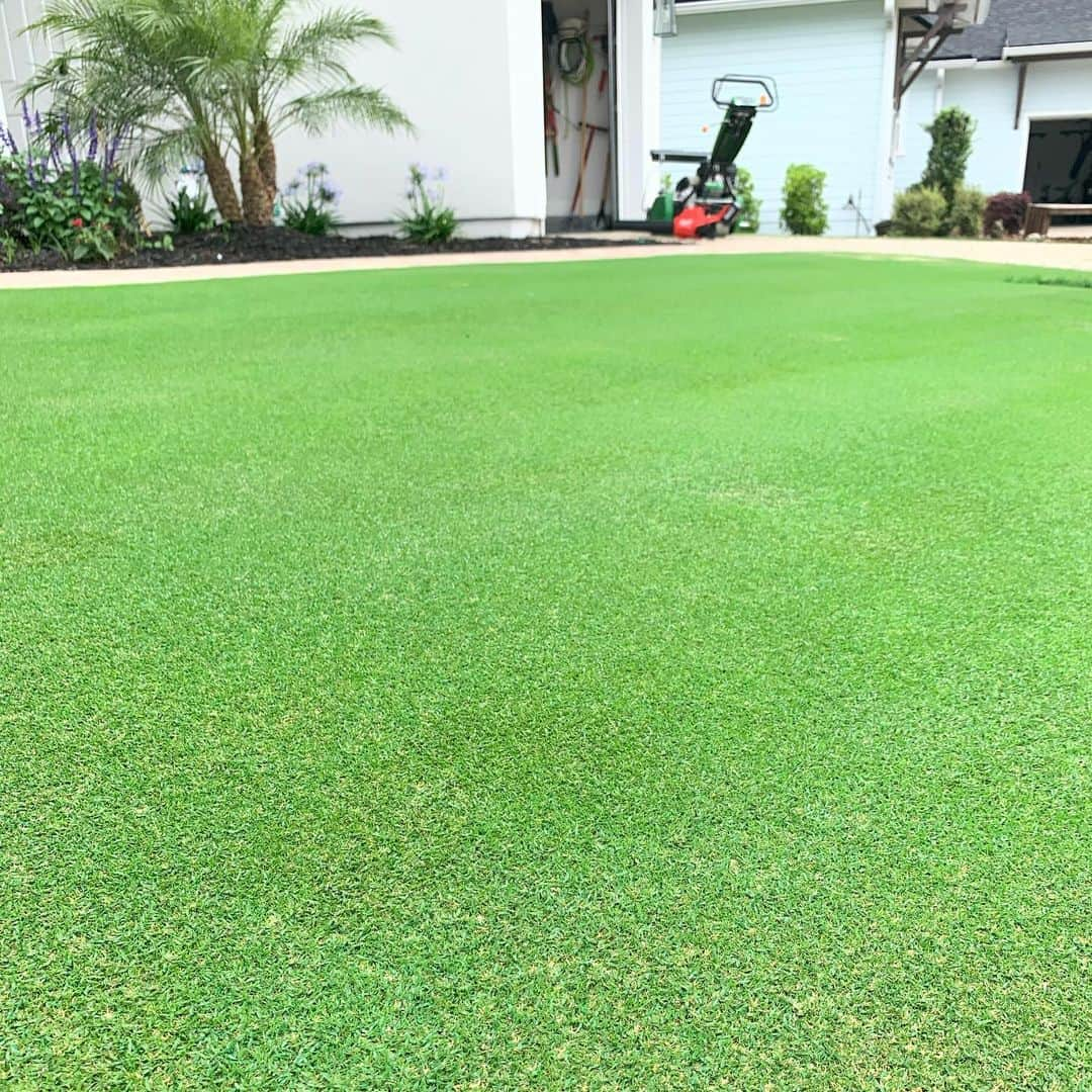 キャメロン・スミスのインスタグラム：「Green is starting to get a lot of TifEagle back in which looks amazing! Cutting it a little higher (4.15mm)due to temp, giving TifEagle a little space to grow in and overtake the Poa Triv. Can’t wait to start chopping it down soon!」