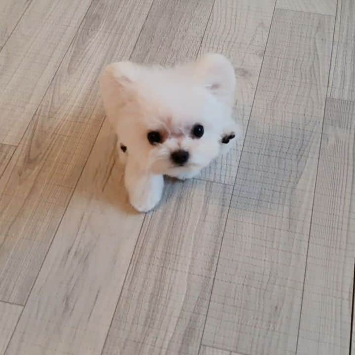 띠비비샤샤루루슈엘のインスタグラム