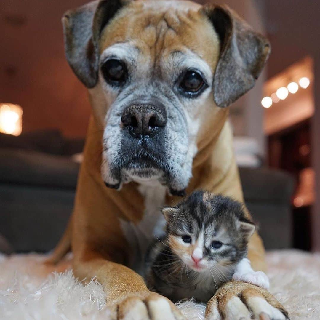 Cats of Instagramさんのインスタグラム写真 - (Cats of InstagramInstagram)「From @suzie_and_kushi: “Suzie, meet Eli and Lori. Eli and Lori, meet Suzie. #fairydogmother” #catsofinstagram」4月19日 17時52分 - cats_of_instagram