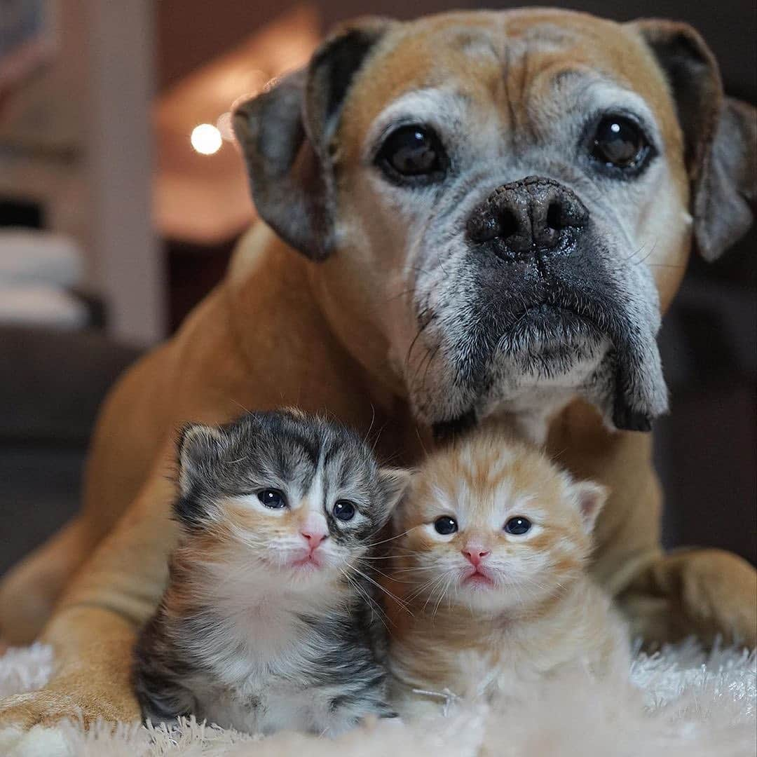 Cats of Instagramさんのインスタグラム写真 - (Cats of InstagramInstagram)「From @suzie_and_kushi: “Suzie, meet Eli and Lori. Eli and Lori, meet Suzie. #fairydogmother” #catsofinstagram」4月19日 17時52分 - cats_of_instagram