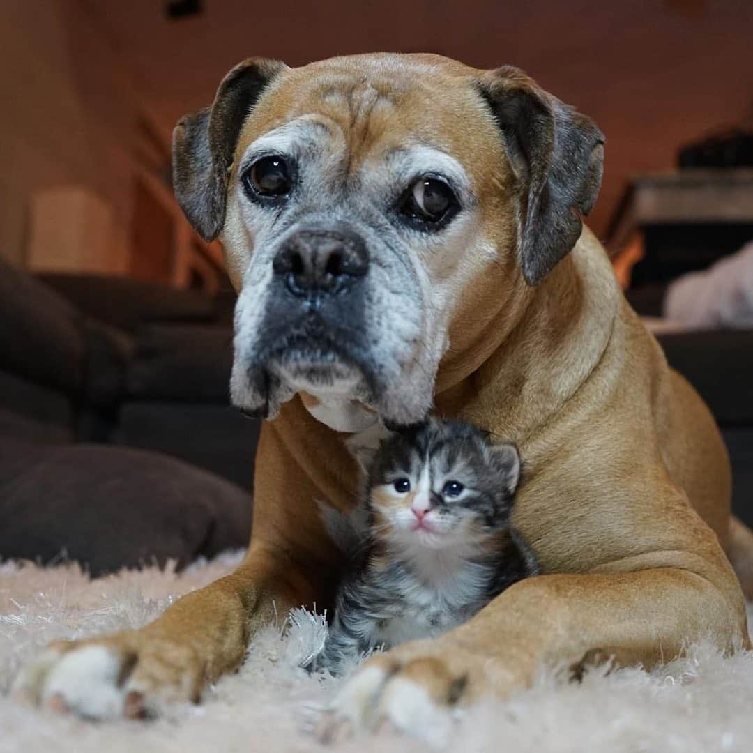 Cats of Instagramさんのインスタグラム写真 - (Cats of InstagramInstagram)「From @suzie_and_kushi: “Suzie, meet Eli and Lori. Eli and Lori, meet Suzie. #fairydogmother” #catsofinstagram」4月19日 17時52分 - cats_of_instagram