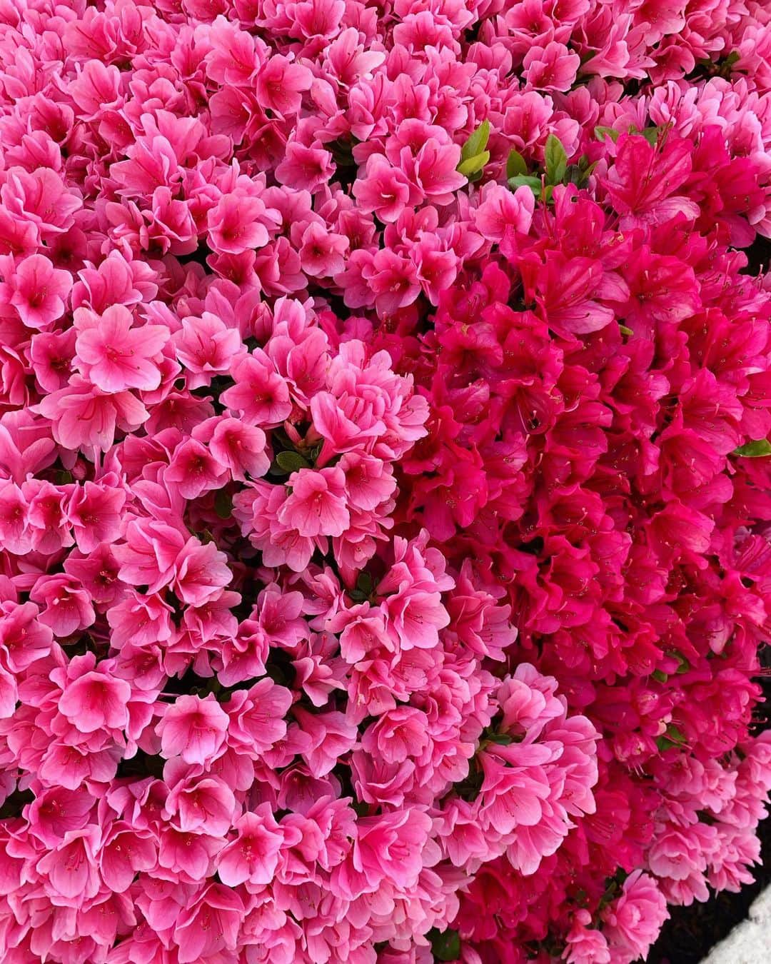 森なな子さんのインスタグラム写真 - (森なな子Instagram)「買い出しの途中で🌺 ツツジを見ると福岡を思い出します。あちこちで咲いてた。 にしても密集して咲いてる。 #flower」4月19日 18時03分 - nanako.m1988