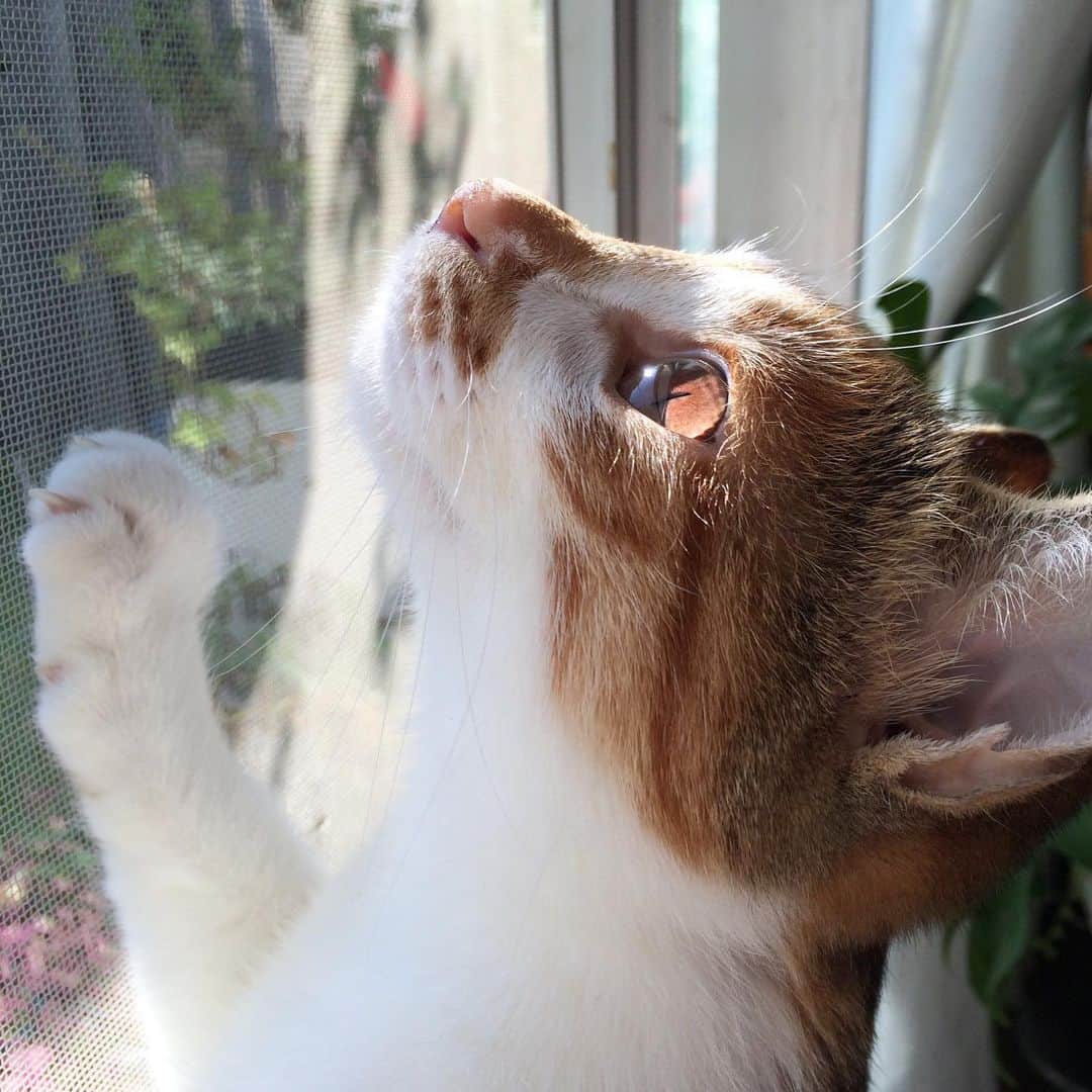 山田稔明さんのインスタグラム写真 - (山田稔明Instagram)「5年前のチビチミ見ると免疫力上がる（今のチミ見ても上がるけどね）。 #ポチ実 #三毛猫」4月19日 18時12分 - toshiakiyamada