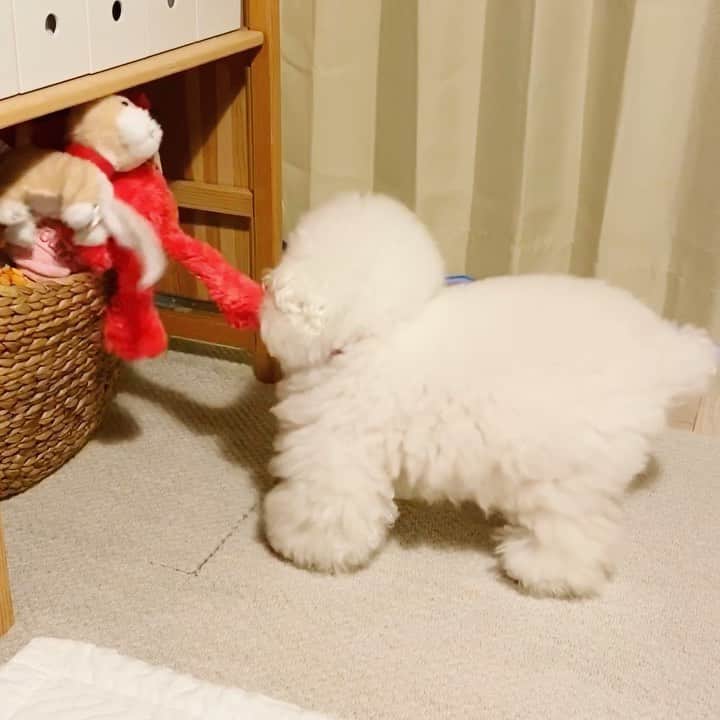 ゆうのインスタグラム：「. . このようにオモチャを勝手に 取り出しては遊んでいらっしゃる🐶 . . . . #お片付けはお母さん #アーニーさんと遊ぼう🐶 #おうち時間 #stayhome . . .」