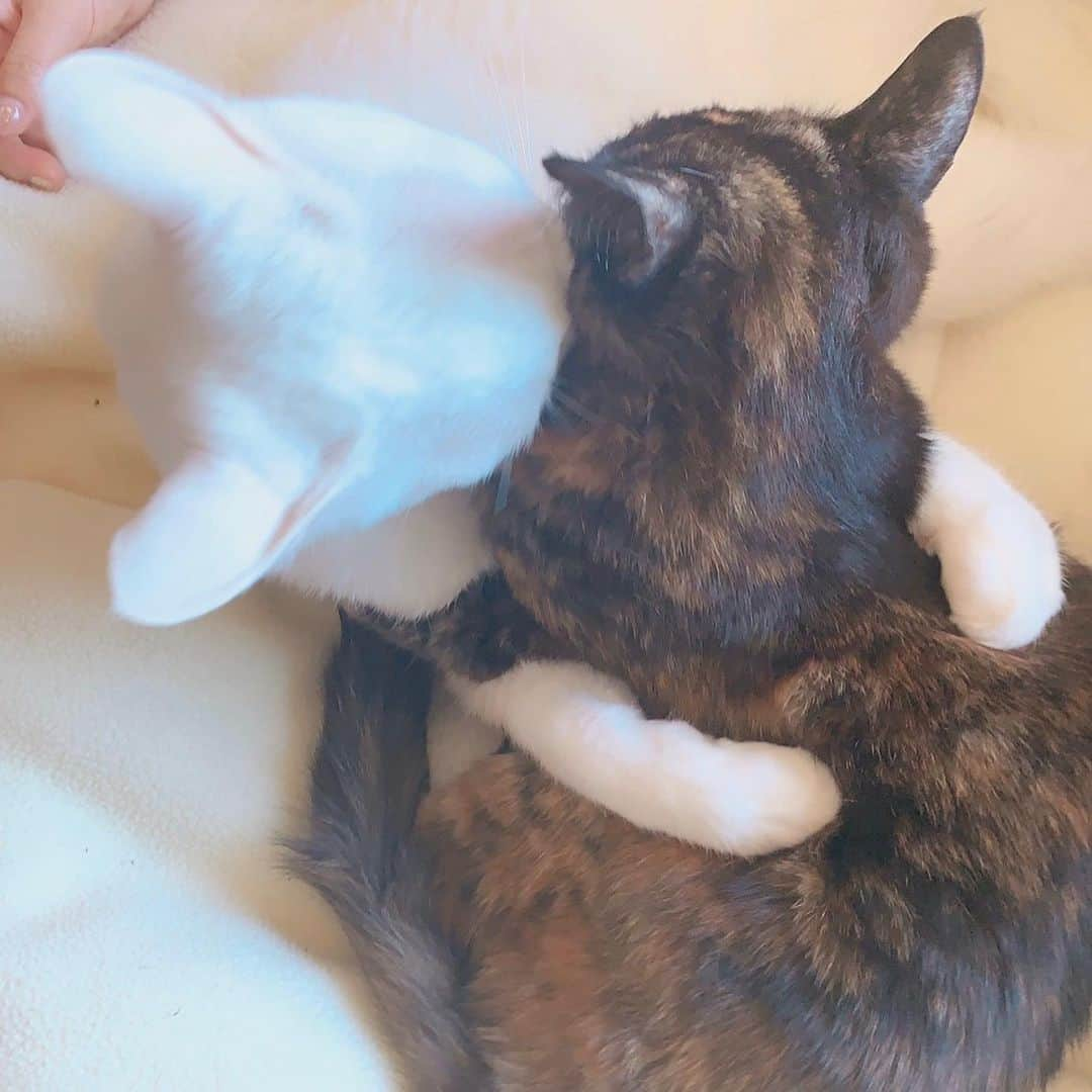 鎌田ひかりさんのインスタグラム写真 - (鎌田ひかりInstagram)「抱きしめ合う兄弟 #仲良し猫」4月19日 19時19分 - kamata.hikari