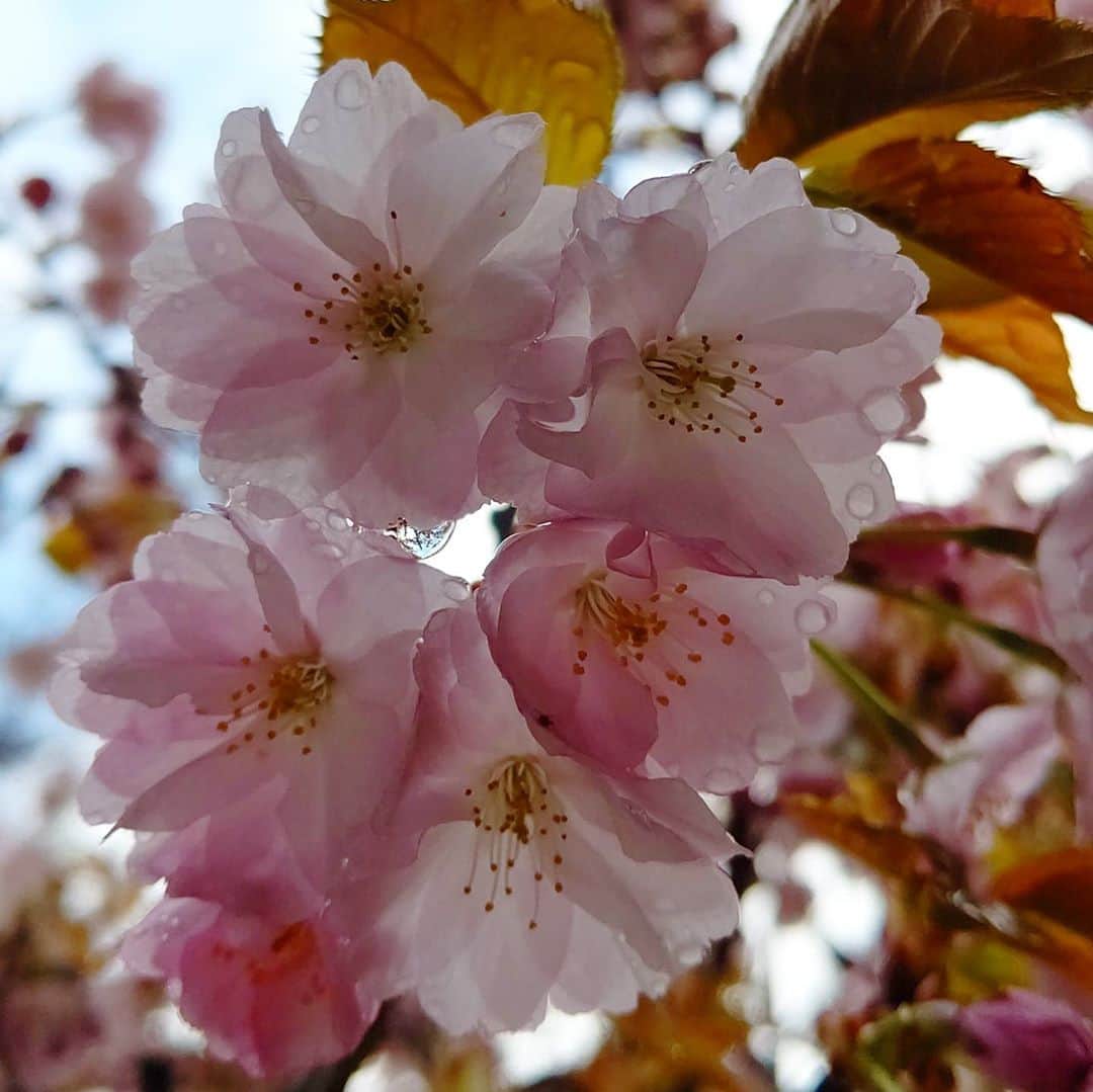 琵琶湖グランドホテル / 京近江さんのインスタグラム写真 - (琵琶湖グランドホテル / 京近江Instagram)「雨がりの桜。 比叡山の桜は毎年これからの４月下旬頃から見頃になります。 西塔駐車場で開催予定だった「比叡のさくら」も今年は残念ながら中止になるそうです。 また来年、比叡山の桜を見に、ぜひお越しくださいませ。 #比叡山 #延暦寺 #比叡のさくら #桜 #さくら #雨上がり #おうち時間 #ビワコイ #滋賀 #京都 #旅行 #琵琶湖グランドホテル #京近江  #hieizan #enryakuji #cherryblossom #sakura #afterrain #stayhome #gobiwako #hellootsu #shiga #kyoto #japan #travel #biwakograndhotel #kyooumi @enryakuji  @biwakograndhotel_kyooumi」4月19日 19時35分 - biwakograndhotel_kyooumi