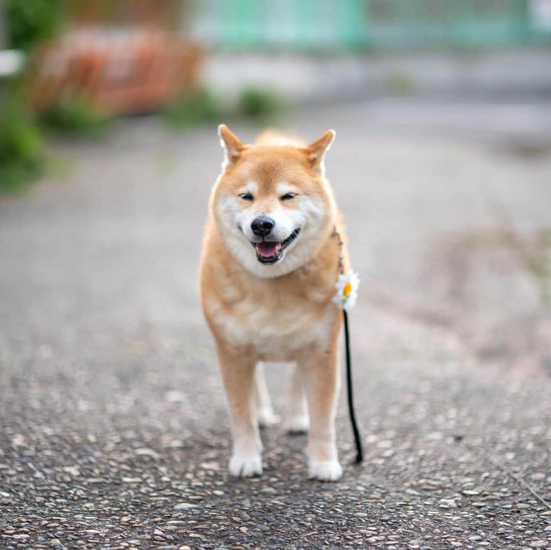 まる（まるたろう）さんのインスタグラム写真 - (まる（まるたろう）Instagram)「Enjoy an afternoon walk✨🐶🐾✨夕方のお散歩行ってきたよ〜 #いっぱい匂いを嗅ぐの☺️ #楽しいね #てくてくてく  #気分転換」4月19日 19時37分 - marutaro