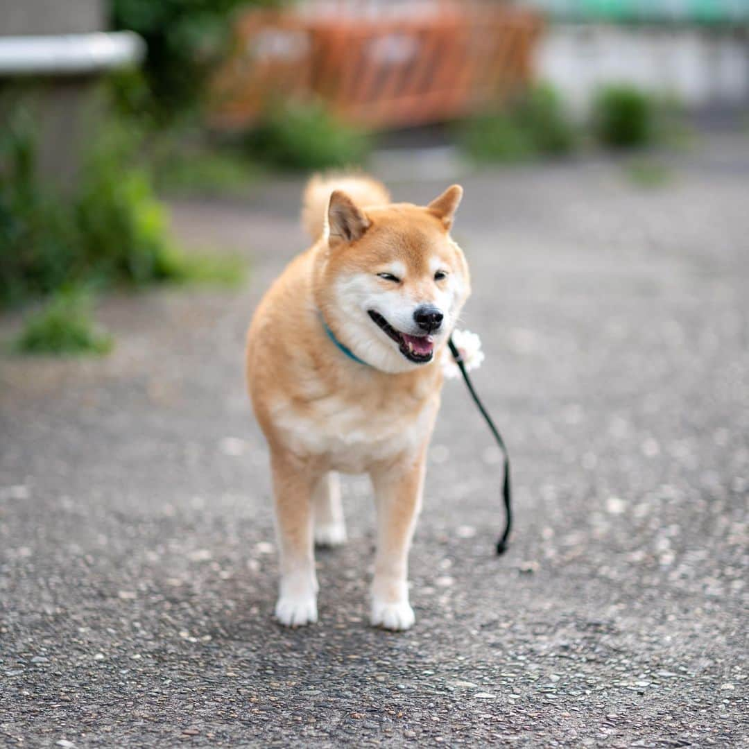 まる（まるたろう）さんのインスタグラム写真 - (まる（まるたろう）Instagram)「Enjoy an afternoon walk✨🐶🐾✨夕方のお散歩行ってきたよ〜 #いっぱい匂いを嗅ぐの☺️ #楽しいね #てくてくてく  #気分転換」4月19日 19時37分 - marutaro