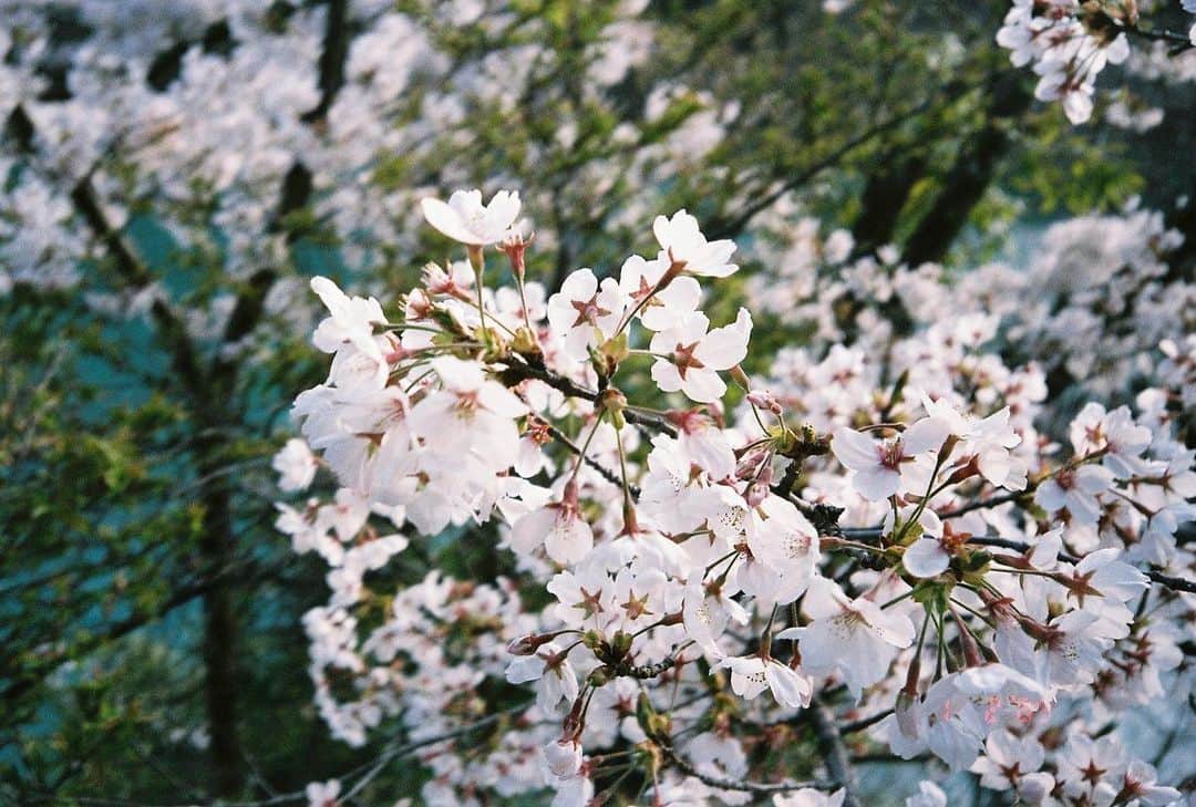 大島涼花さんのインスタグラム写真 - (大島涼花Instagram)「載せてない桜の写真がたくさんあったので、来年はみんなで見れるように家での時間を過ごします🌸」4月19日 19時49分 - ryoka_oshima