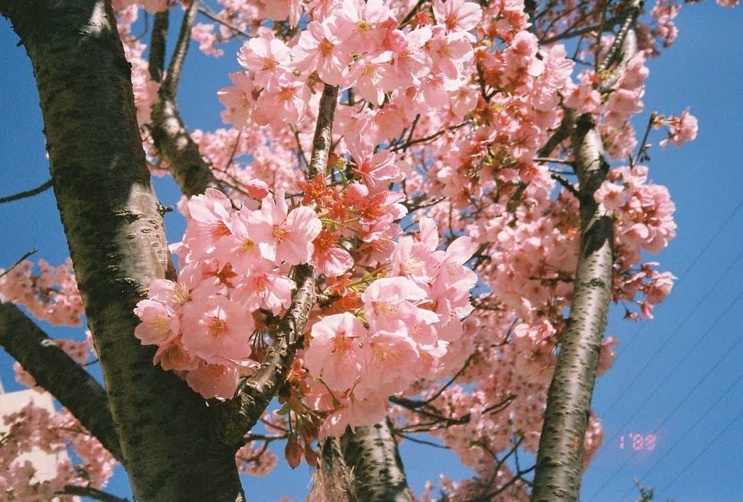 大島涼花さんのインスタグラム写真 - (大島涼花Instagram)「載せてない桜の写真がたくさんあったので、来年はみんなで見れるように家での時間を過ごします🌸」4月19日 19時49分 - ryoka_oshima