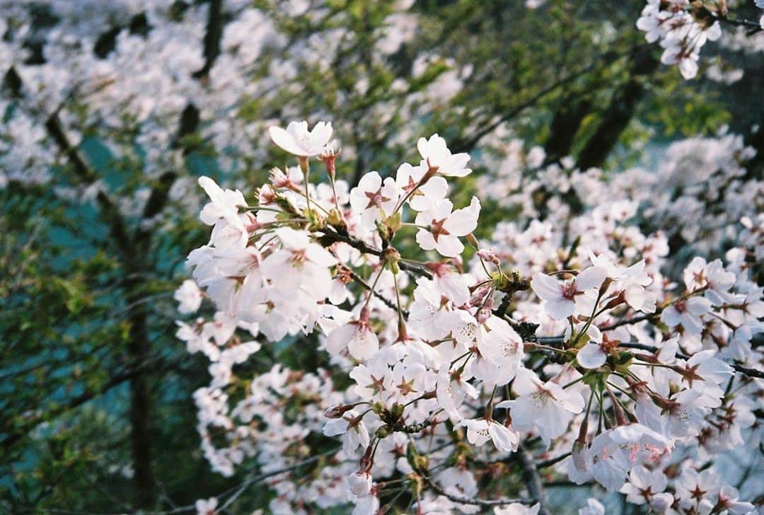大島涼花のインスタグラム：「載せてない桜の写真がたくさんあったので、来年はみんなで見れるように家での時間を過ごします🌸」