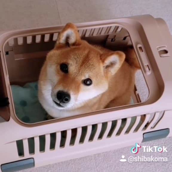 柴犬コマリのインスタグラム