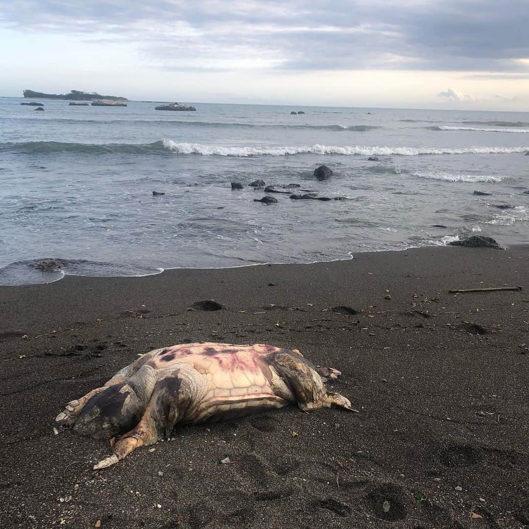 旺季志ずかさんのインスタグラム写真 - (旺季志ずかInstagram)「海岸に打ち上げられた デッカイ海亀。  今日はチューリップの伐採といい  胸が痛むことが多い。  そんな中でも みんなで瞑想して  この地球の素晴らしさに想いを馳せた。  そんな仲間がいる幸せ❤️ Showroomシーラ族のみんな ありがとう😊  それにしても 今日の一色海岸は 異常な人出！！！ #毎日配信しています #Showroom #しーちゃんねる」4月19日 20時31分 - shizuka_ouki