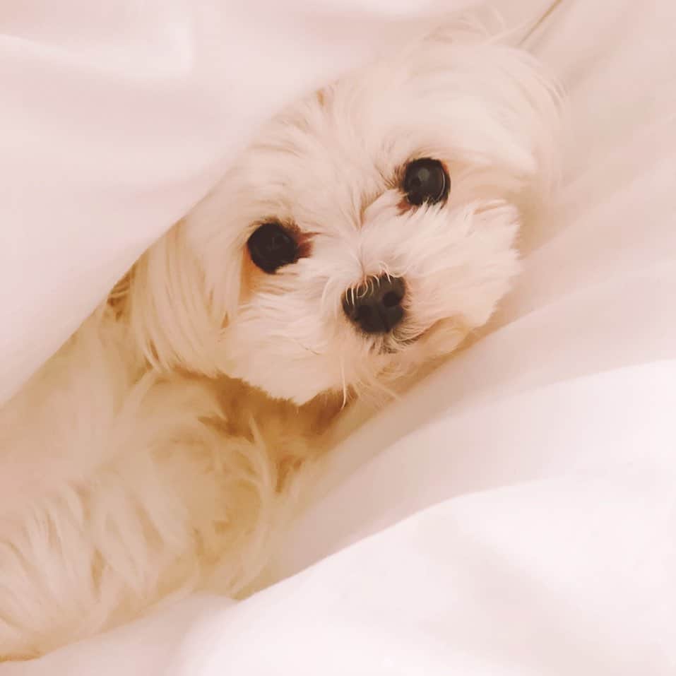 保田圭さんのインスタグラム写真 - (保田圭Instagram)「とにかく布団が大好きな愛犬ちーずさん。隙あらばお布団に挟まってます。笑　可愛いすぎる♡ #ブログの見てもらえたら嬉しいです　#マルチーズ」4月19日 20時25分 - keiyasuda1206
