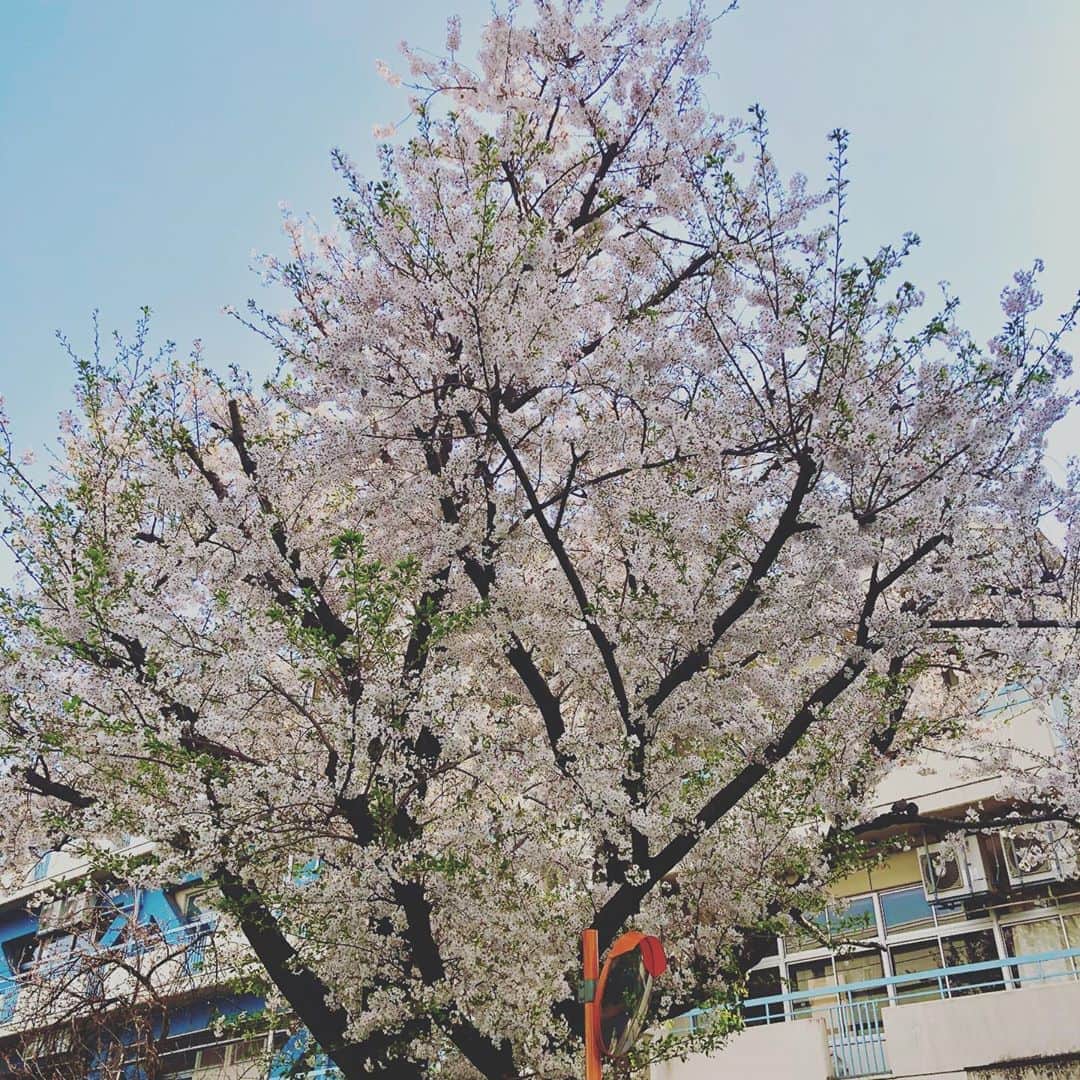 のインスタグラム：「こんな時期なので、ぼちぼちオンライン同窓会企画が出てくるはず。つい食べ飲みすぎてしまう日々ですが、元クラスメイトからの突然の誘いにみんな供えよう！（写真は我が母校青南小学校6年5組）　#オンライン同窓会警報  #zoom飲み会」