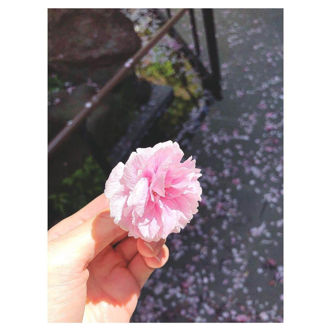 理絵さんのインスタグラム写真 - (理絵Instagram)「久方の 光のどけき 春の日に しづ心なく 花の散るらむ  #紀友則 #百人一首 #桜 #八重桜 #sakura #벚꽃 #ciliegio #flowers #flower #fiore #cherryblossom #꽃 #花 #花びら #花弁 #tokyo #japan」4月19日 21時12分 - ____rie____