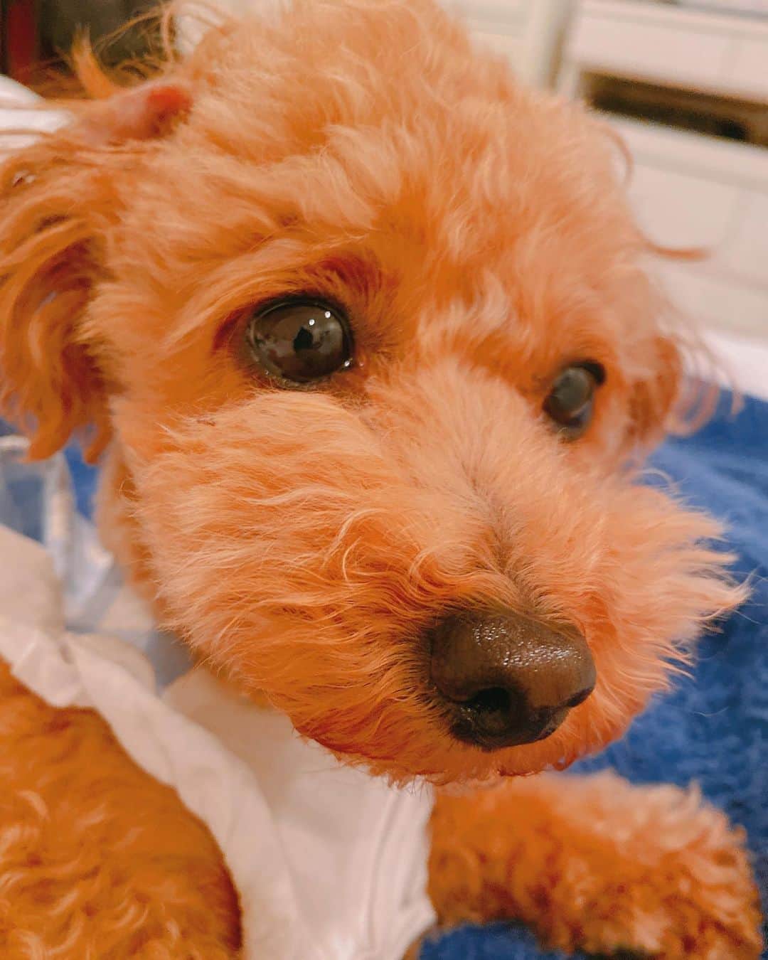 矢島名月さんのインスタグラム写真 - (矢島名月Instagram)「ミニーちゃん🐶  #ミニー #犬のいる暮らし #犬　#トイプードル」4月19日 21時36分 - yajima_nazuki