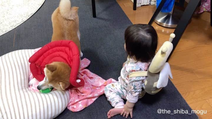 Moguのインスタグラム：「. おくるみを返してほしい子分とボール遊びで忙しいもぐなの。 #あきらめ早い . @the_shiba_mogu  #柴犬 #shibainu #shiba#赤柴 #redshiba#犬 #dog#しばいぬ#nannydog#犬と子供#子供と犬#柴犬と子供#柴#赤ちゃんと犬#犬と赤ちゃん#柴犬と赤ちゃん#赤ちゃんと柴犬#柴犬のいる暮らし#子守犬」