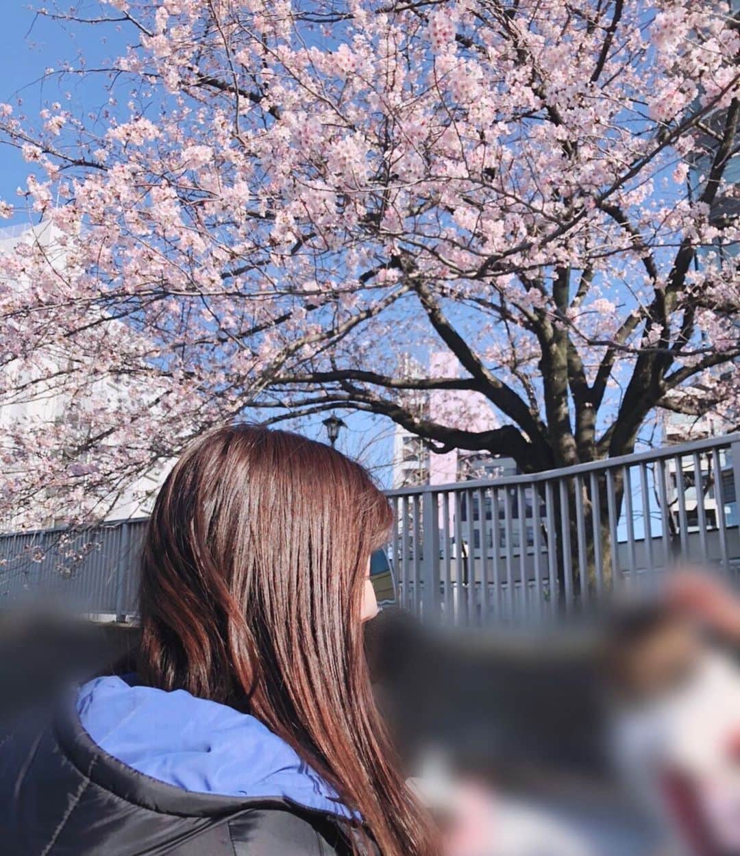 日下部美愛のインスタグラム：「自撮りだらけグラムになりそうだったから 自撮りじゃない過去pic🌸 今年はちゃんとお花見できなかったの悔しい 来年は友達とゆっくりお花見したいな〜。 唯一の桜との写真、私どこ見てるの？ . . . #桜 #photo #japan #model #me #selfie #fashion #makeup #followme #instagood #camera #hair #hairstyle #한국 #맞팔 #사진 #데일리 #데일리룩 #인스타사진 #인스타그램 #일본인 #패션 #패션스타그램 #오오티디 #코디 #粉我 #偶像」