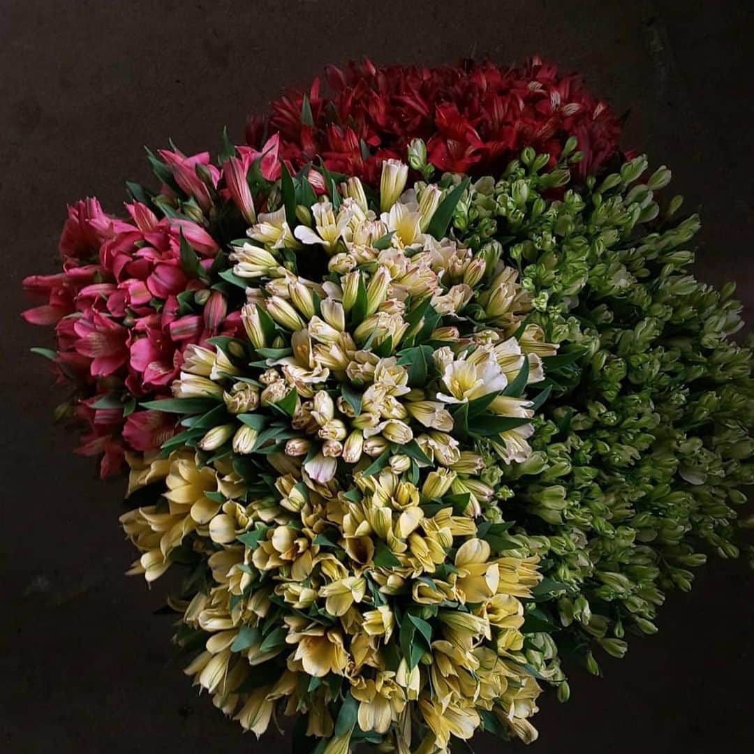 前田有紀さんのインスタグラム写真 - (前田有紀Instagram)「guiのお花には欠かせない長野・片桐花卉園のアルストロメリア。guiでお届けしているMIX bouquetにも必ず入れさせていただいている大好きなお花です。すごく長持ちするので、初めて飾る方にも嬉しくて、優しいお花です。お花が好きになるきっかけにこれまでもなっていたはずだし、きっとこれからもなるはず。 そして、農園は本当に自然豊かな田園風景が広がる信州にあり、お花と一緒にそこの健やかな空気も感じられる素敵なお花です。 . 片桐さんが直送を始めたので、ご興味ある方はぜひ！ .  #Repost @katagiri_akihito with @make_repost ・・・ 直販について  コロナウイルスの影響で休業を余儀なくされたうえ、葬儀やブライダル、各種イベントの自粛により花が使われる機会が激減しています。そのため市場では花の価格が暴落し、出荷しても赤字になる物が続出、産地では出荷調整が行われ、行き場をなくした花が廃棄されている所もあるそうです。  幸いうちでは廃棄するまではいってませんが販売にはかなり苦戦をしています。 この時季に咲く花は冬の間にたくさんの燃料を使いコストをかけて咲かしてきている花です。 そしてアルストロメリアの品質は１年で１番良い時季にもなります。  しかしこのままだと家族やスタッフさんたちの生活を守っていくことができません。 そこでたくさんはできませんがフォローしてくださっている皆さんへの直接販売を行いたいと思います。 手間を減らすために市場に出荷するのと同じように５本または１０本束を縦箱へ水と入れて発送する形になります。 品種や色目の要望はできるだけ対応します。価格は5000円～（税込）送料は別途。関東～関西辺りですと1000円です。 ただ今回は草花やカタギリーフは入りません。アルストロメリアのみになります。  もしお花屋さんや教室の先生などご自分用でなく使われる方はその旨をお伝えください。別途特別価格を設定しようと思います。  市場や仲卸さんで購入できる方は是非そちらでお願いします。そちらより安く売ることは絶対にありません。  もし興味の有るかたはDMにてお気軽に問い合わせしてみてください。  またvoiceさんのアソートBOXやHanadokeiさんの変態BOXには草花や葉物なども入りますので興味の有るかたはチェックしてみてください。  #直接販売 #ビタミンF #stayhomewithflowers #アルストロメリア #信州片桐花卉園 #南信 #飯島町 #コロナショック #産地直送 #超新鮮」4月19日 22時25分 - yukimaeda0117