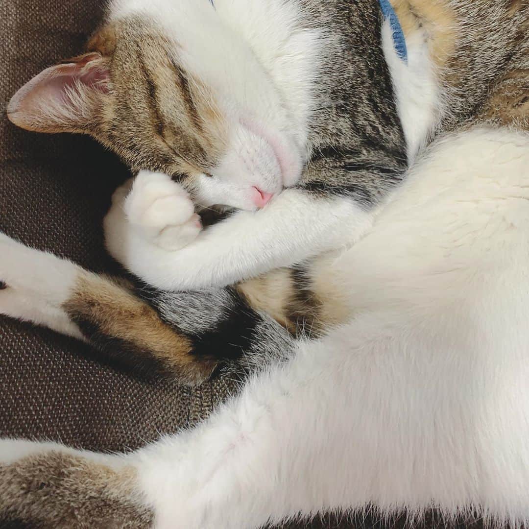 清水由紀さんのインスタグラム写真 - (清水由紀Instagram)「おやすみにゃさい🌙 .  #ねこ #cat #🐱」4月19日 22時35分 - shimizu_yuki_official_