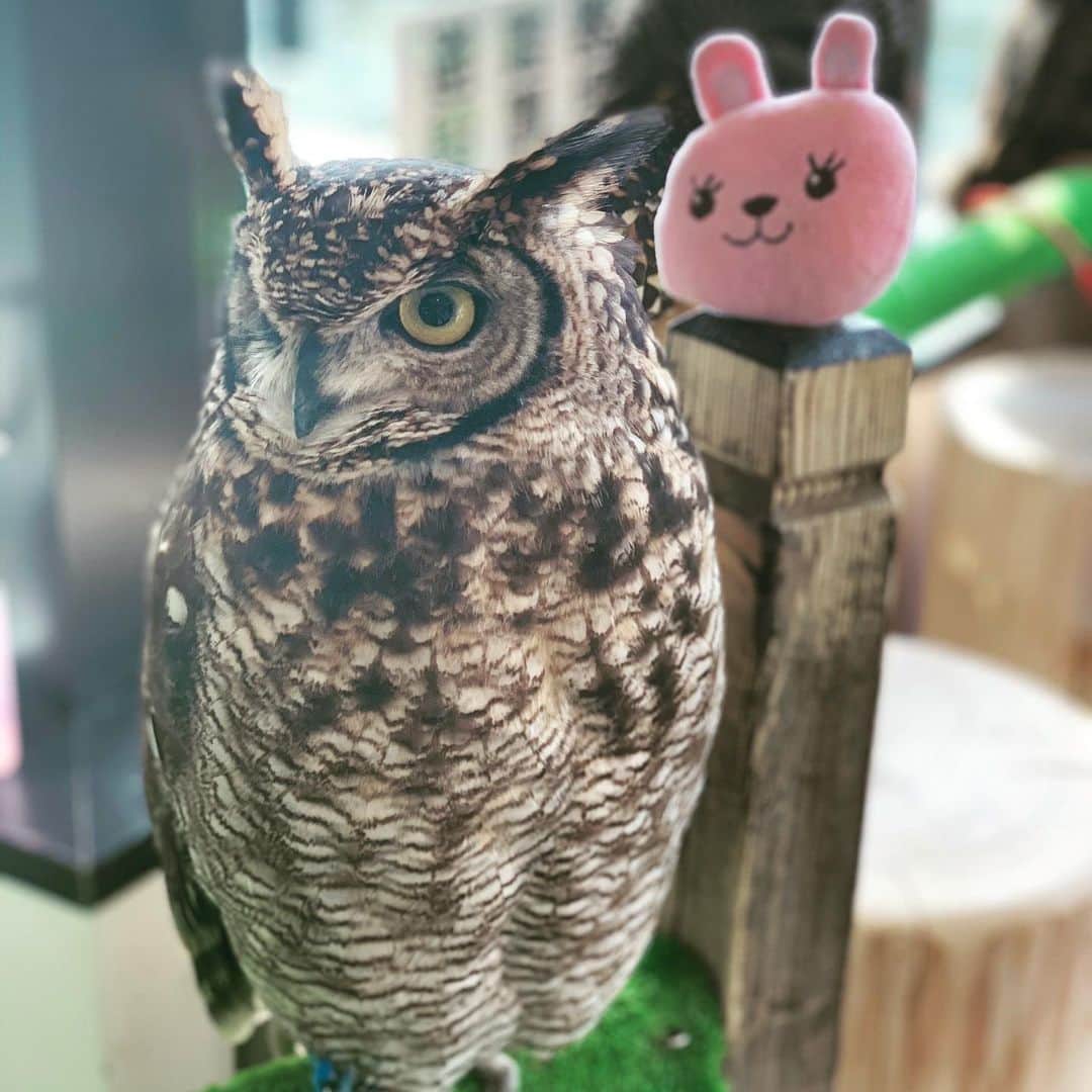 川和真奈美のインスタグラム：「African eagle owl 🦉 His name is Spica  Sometimes called overseas under the nickname Totoro  #owl  #africaneagleowl  #owlcafe  #ふくろう #癒し  #動物」