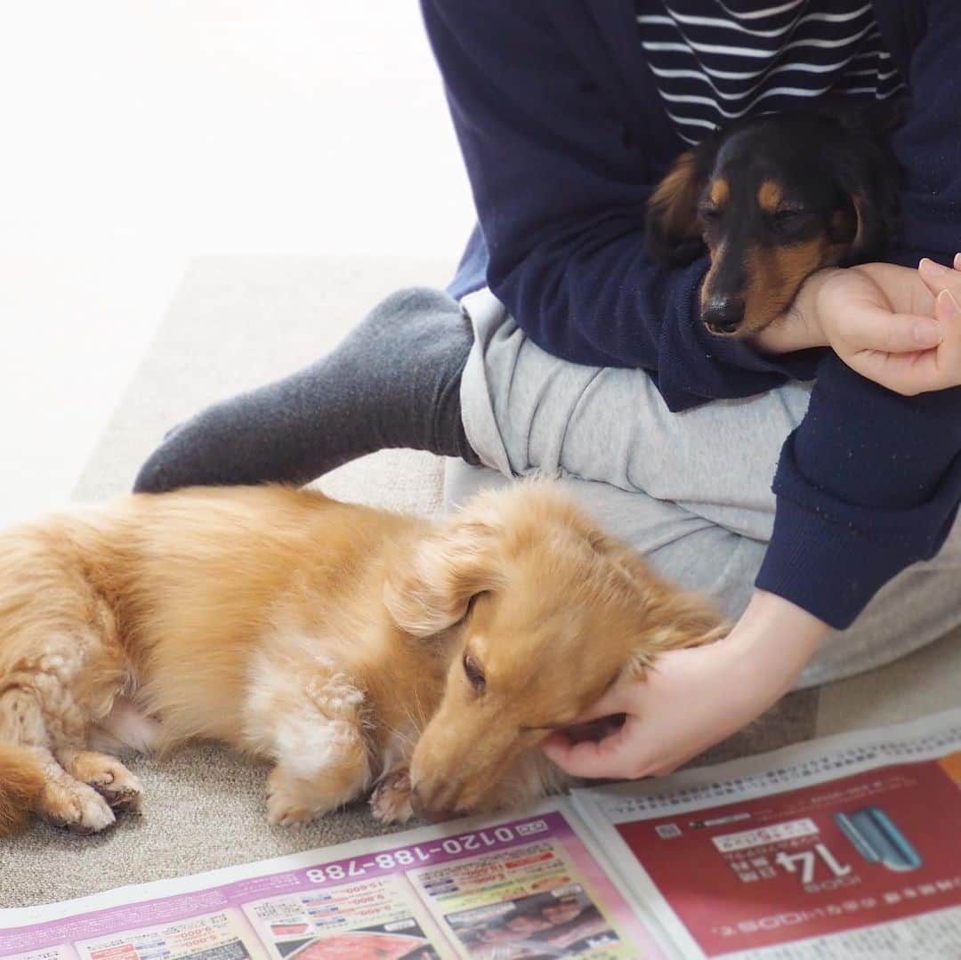 Sora Momoさんのインスタグラム写真 - (Sora MomoInstagram)「新聞読んでるお姉ちゃんとそらともも🐶🐾🐶 ☺︎ かまってちゃん達大集合😆 ☺︎ #かまってちゃん#カメラ目線#なんか文句ある#新聞広げたらくるよね #あるある#なでてアピール #膝の上#仲良し#そらともも#とお姉ちゃん #ダックス#ミニチュアダックス#ダックス多頭飼い  #dachshund #miniaturedachshund」4月19日 23時07分 - teratera_sorapu_