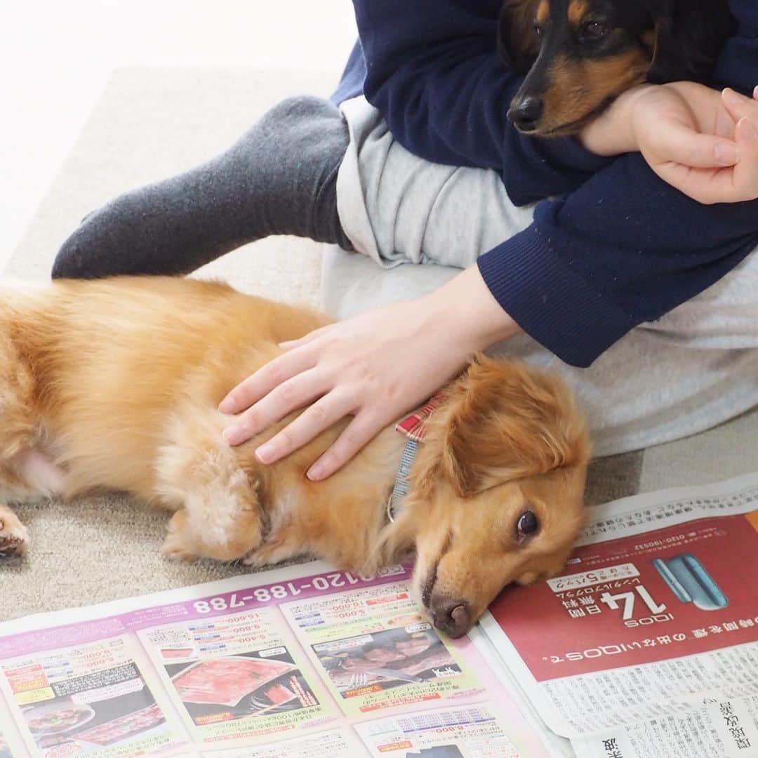 Sora Momoさんのインスタグラム写真 - (Sora MomoInstagram)「新聞読んでるお姉ちゃんとそらともも🐶🐾🐶 ☺︎ かまってちゃん達大集合😆 ☺︎ #かまってちゃん#カメラ目線#なんか文句ある#新聞広げたらくるよね #あるある#なでてアピール #膝の上#仲良し#そらともも#とお姉ちゃん #ダックス#ミニチュアダックス#ダックス多頭飼い  #dachshund #miniaturedachshund」4月19日 23時07分 - teratera_sorapu_