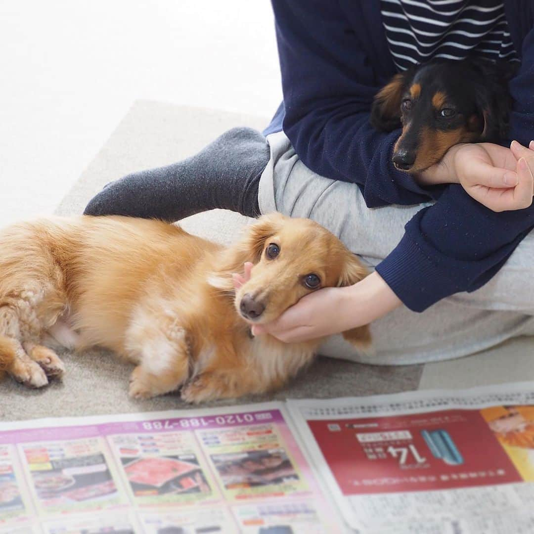 Sora Momoさんのインスタグラム写真 - (Sora MomoInstagram)「新聞読んでるお姉ちゃんとそらともも🐶🐾🐶 ☺︎ かまってちゃん達大集合😆 ☺︎ #かまってちゃん#カメラ目線#なんか文句ある#新聞広げたらくるよね #あるある#なでてアピール #膝の上#仲良し#そらともも#とお姉ちゃん #ダックス#ミニチュアダックス#ダックス多頭飼い  #dachshund #miniaturedachshund」4月19日 23時07分 - teratera_sorapu_