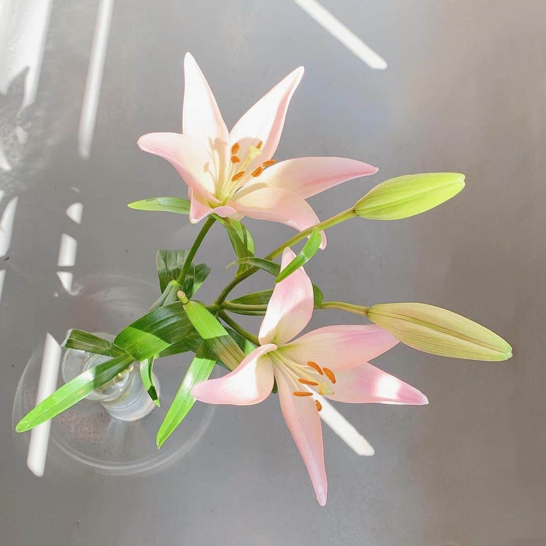 Sayakaのインスタグラム：「* お花があるだけで 彩りのあるお家時間になる💐✨ お天気が良くて蕾も開いてきた☺️💓 . . #flower #flowers #flowerlovers #floweroftheday #flowerstagram #sayakasflower #stayhome #花のある暮らし #花のある生活 #おうち時間」