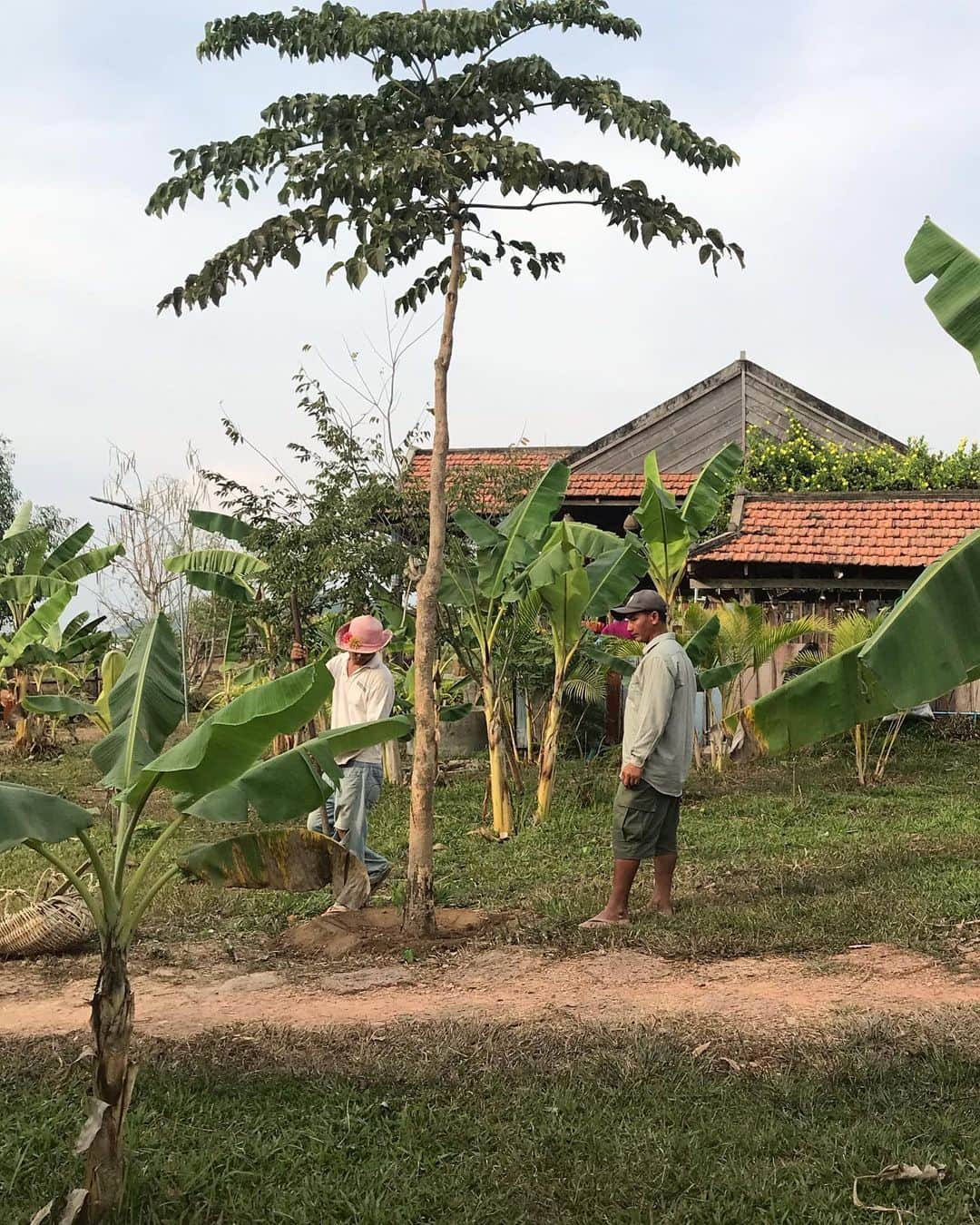 倉岡晋也さんのインスタグラム写真 - (倉岡晋也Instagram)「Playback #cambodia story I recommend very very tasty organic pepper @laplantationkampotpepper We visited their farm in kampot 胡椒の概念が変わった、、 こんなにエネルギーあって旨いのは初めてでした。 今年の一月の話… 大好きなカンボジアは、カンポット州にある 無農薬胡椒農園La Plantationへ なーんにもない、砂のデコボコの土道を原付で、真っ黒になりながら走り続けること1時間以上… やっと辿り着いた胡椒の楽園 完全に無農薬と認定されている農園は(プロダクトは万とある)世界的にも僅かなんだと… 塩漬けにした大粒の黒胡椒に衝撃… 胡椒栽培の難しさ、手法、現地の人々へのサポート。 フランス人夫婦が経営する大きな大きな農園には、家族が寝泊りできて勉強を教える施設やパッケージ製作まで全て、このコミュニティ内で完結します。 ツアーに参加し、説明を聞き、美味しい胡椒をたんまりと買い込み、パリに持ち帰りました。。 あとで調べたら日本にも @kampotpepperjapan があり　　@bio_c_bon_japon でも購入出来るとの事を知り、皆さんにご紹介します。 ほんとに美味しいから、びっくりするから！ ネットでも買えるかなー、、。 僕のオススメはLong salted pepperです ☺︎ これを、そのままポリポリ食べる。あと白米にパラっと、、 想像つかないよね？まじで旨い！ 胡椒のレシピは、今度 @shinyakuraoka_cooking に載せようかなーーっと #laplantation #kampotpepper #カンボジア」4月19日 23時42分 - shinyakuraoka