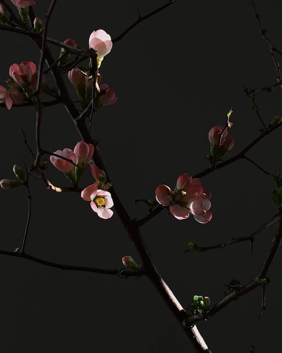 アリス・ガオのインスタグラム：「quince 🌸」