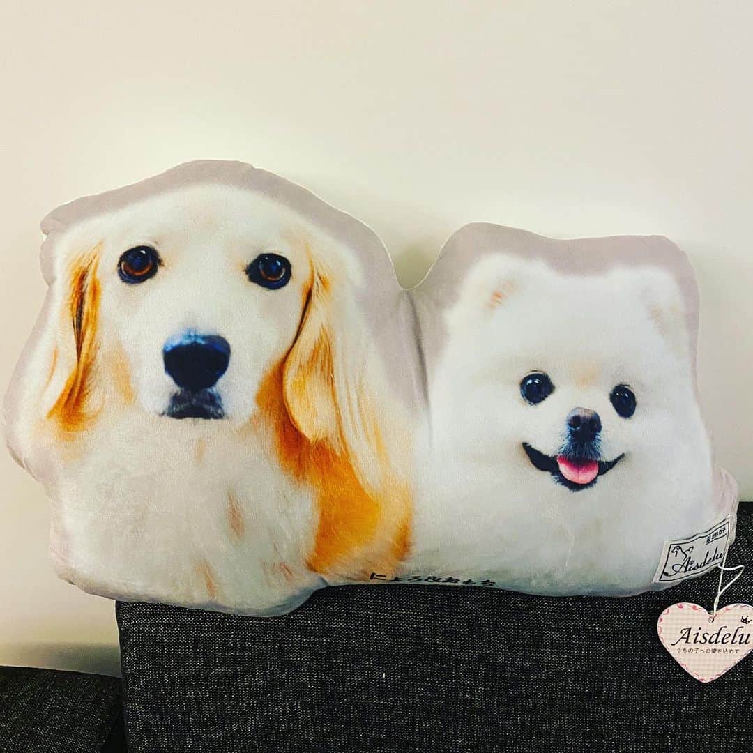 葵ゆりかのインスタグラム：「可愛すぎるクッションがおうちに😍❤️ @aisdelu.japan  で、愛犬の写真をそのままクッションに🐶❤️ 愛犬家にとって、めちゃくちゃ嬉しいと思うので、プレゼントにもオススメです🎁  私のインスタのフォロワー様✨ 10％OFFのクーポンコード:【ig10off】 使えます👏  可愛すぎて、汚さないかドキドキ😂  #Aisdelu #aisdeluクッション #アイシテル #愛してる #ペットクッション #オリジナルクッション #ペットオーダークッション #うちの子グッズ　#愛犬　#ミックス犬　#ミニチュアダックス　#パピヨン　#マルチーズ　#ポメラニアン　#pomeranian #ポメ　#白ポメ　#わんこ　#dog #dogstagram #instadog #犬バカ部　#わんこのいる生活 #いぬ　#いぬのいる暮らし」
