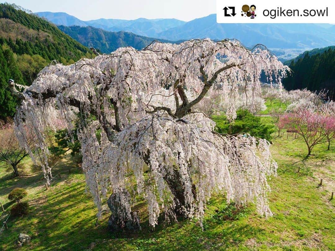 Bi Rod by Lumica.のインスタグラム：「#Repost @ogiken.sowl with @get_repost ・・・ 近くの違う桜を撮っていると地元の方が 地元の方「上にもっと良い桜があるよぉ、何桜だっけな？」 自分「それってあそこの桜ですか？」 地元の方「よく知っているじゃないか‼︎嬉しいなぁ♪」 それから30分以上地元の方と話したりお茶したり、楽しかったなぁ(^^) また地元の方にも桜にも逢えますように！！ ちなみに写真はその地元の方にお会いする前に撮影したものですがw … … （2018）  #桜 #花 #春 #写真好きな人と繋がりたい #カメラ好きな人と繋がりたい #ファインダー越しの私の世界 #キリトリセカイ #japan #flower #naturephotography #spring #cherryblossom  #lovers_japan #photography #photo #pic #instagood #instaphoto #photo_shorttrip #ig_japan #wonderful_places #lumica #birod #olympus #omdem1markii」