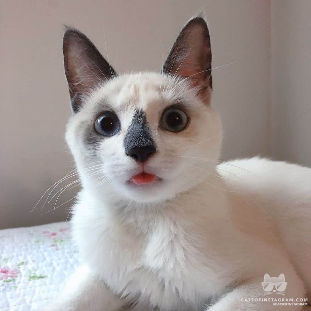 Cats of Instagramさんのインスタグラム写真 - (Cats of InstagramInstagram)「From @_cherie_the_cat: “Can you tell how nervous I am?😣 Don’t mind the derp tongue👅” #catsofinstagram」4月20日 3時15分 - cats_of_instagram