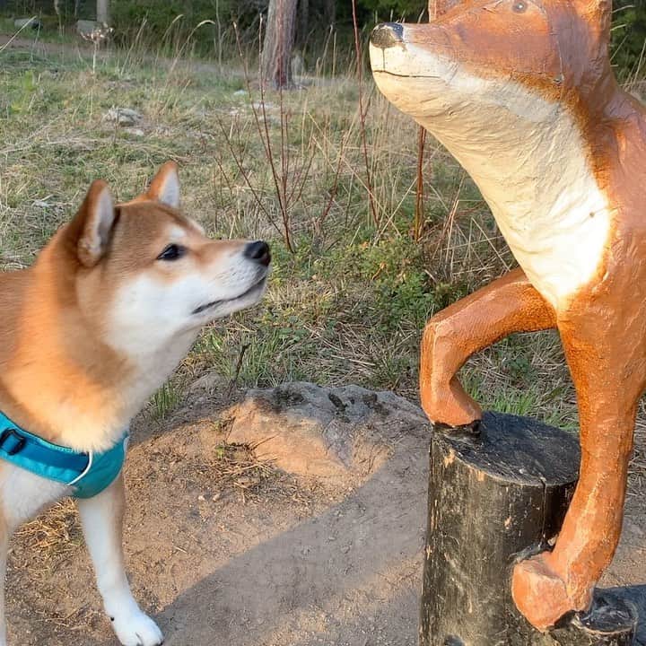 ?Fricko the Shiba Inu?のインスタグラム：「We found a very suspicious shiba 🤨😠 🐾 🐾 🐾 #FrickoandKeaton #🐶 #☀️ #shiba #shibainu #dog #柴犬 #赤柴 #黒柴  #adorable #shibalovers #shibaholics  #dogoftheday  #weeklyfluff #aww #dogstagram  #dogscorner #puppiesofinstagram #shibapuppy」