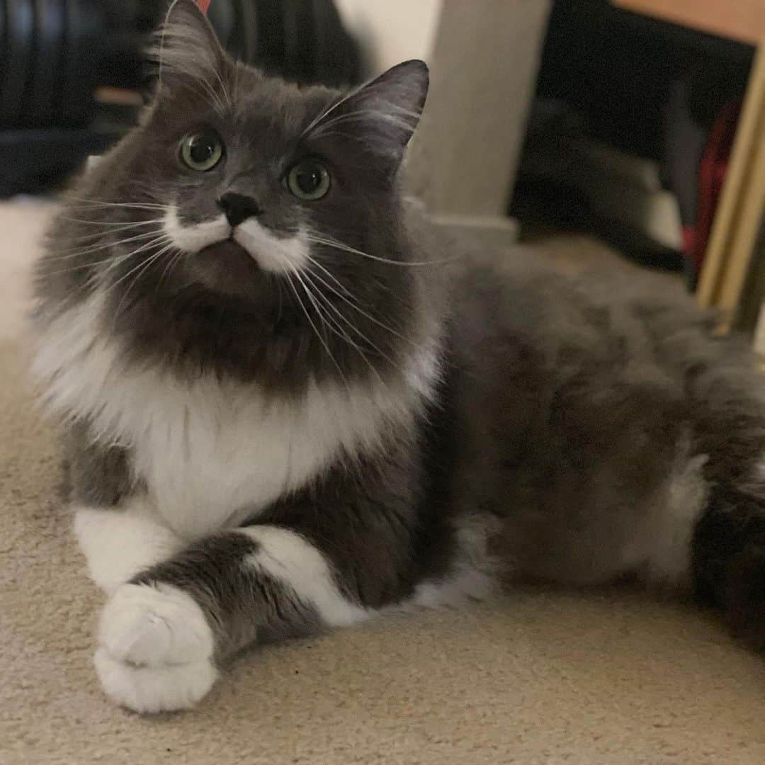 のインスタグラム：「I mean...have you ever seen a better hand stack than this?  #mustachecat」