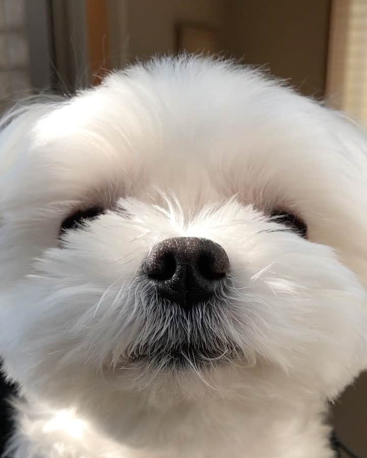 マルチーズ兄妹♡おかゆとおもちのインスタグラム：「…🐶😘❣️ . . おかゆのどアップ‼️ . 誰ですか？ おかゆにキス(♥´³`)ﾉ...💋 してる人は‼️🤣 . . . #9gag #9gagcute #maltese #malteseofinstagram #happydog #dogsmile #doglove #doglover #dogstagram #instadog #lovedogs #ilovemydog #cutedog #dogoftheday #instapet #말티즈 #fluffypack . #okayusan #マルチーズ #犬バカ部  #わんこ  #エブリドッグ  #pecotv #pecodogs #鼻ぺちゃ #マルチーズ兄妹 .」