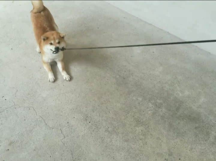 柴犬たま Shibainu Tamaのインスタグラム