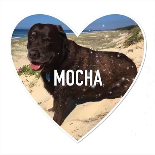 シャーニ・ヴィンソンのインスタグラム：「It is with great heartache and sadness that we say goodbye to our beautiful boy Mocha. For over 16 years he’s been our best friend, my little brother and my mum’s most loyal soul companion. The emptiness that remains in our home and in our hearts cannot be filled. God only knows what we’ll be without you.. 🐕💔🦋」