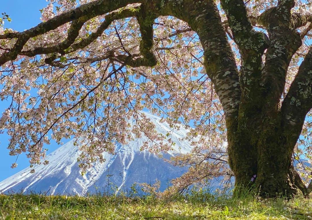 phantastic420のインスタグラム：「. 🤩🤩“Shizuoka” prefecture in Japan is a place where you can see the most “phantastic” Mt. Fuji🗻 in the world.🤩 #富士山 #mtfuji #japan #shizuoka #fujinomiya  #宮すた #miyasta @fujinomiyacity  #phantastic420photography #mostphantasticmtfuji #selamatpagi  #goodmorning  #おはようございます 😷😷😷😷😷😷😷🗻😷😷😷😷」
