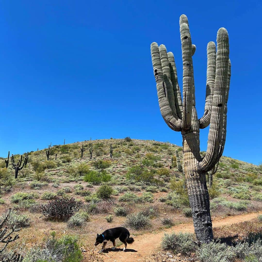 ダグラス・ラザノのインスタグラム：「Very much looking forward to a return to normalcy (whatever that may be). I miss my family, my friends, my students, and my work but I’ve sure enjoyed spending time exploring the beauty of my own backyard. ❤️」