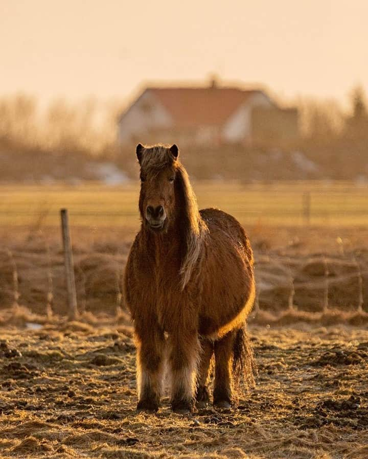 National Geographic Travelさんのインスタグラム写真 - (National Geographic TravelInstagram)「Photo by Matt Borowick @mborowick | One of the only animal species in Iceland that is native to the island is the Icelandic horse. You’ll see many of these beautiful creatures while traveling just off the main roads. Almost every Icelandic farm has a few. Follow @mborowick for more images like this. #iceland #mountains #ocean #nature #explore」4月20日 9時04分 - natgeotravel