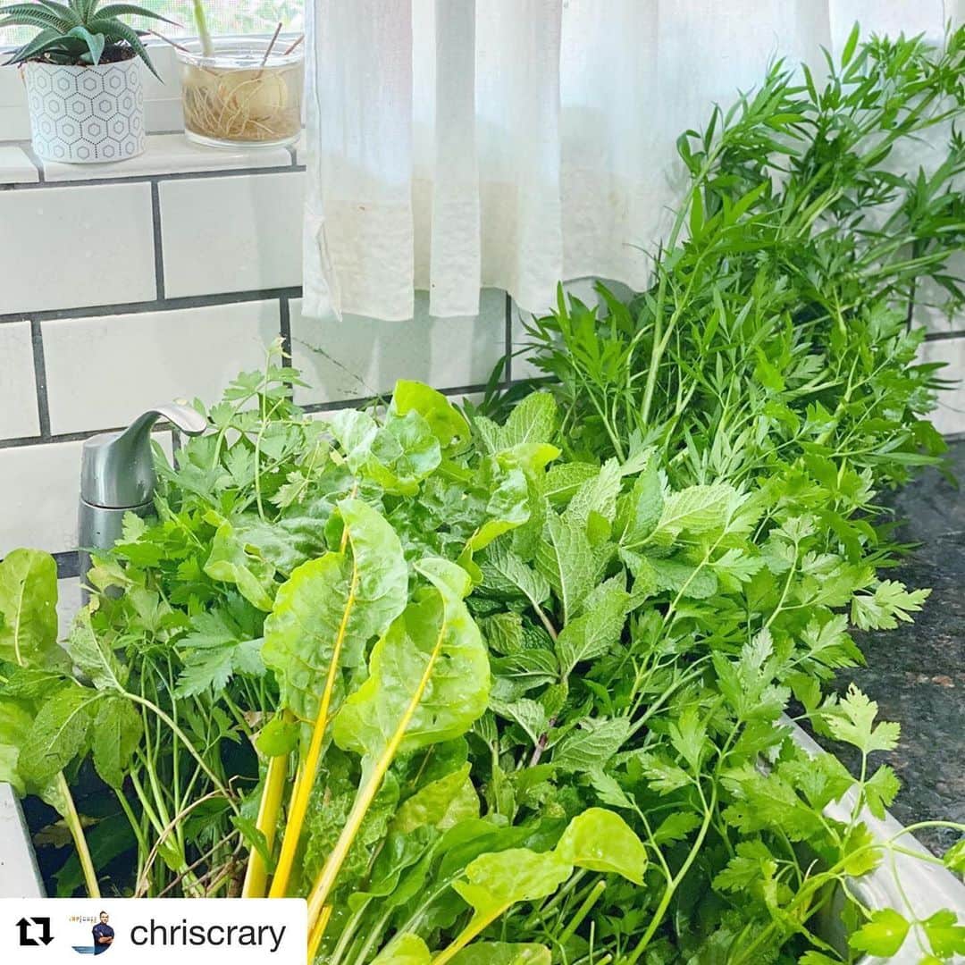 レイチェル・レフィブレのインスタグラム：「He won’t know what hit his green-thumb ass. 🥬🥬🥬 #Repost @chriscrary ・・・ When you harvest the garden to make space for spring planting and your wife insists she will use EVERYTHING you pull. @rachellelefevre, when can I have the sink back? #garden #gardening #homegarden #spring #springplanting #harvest #cookingathome #cheflife #topchef #zerowaste #stayhome」