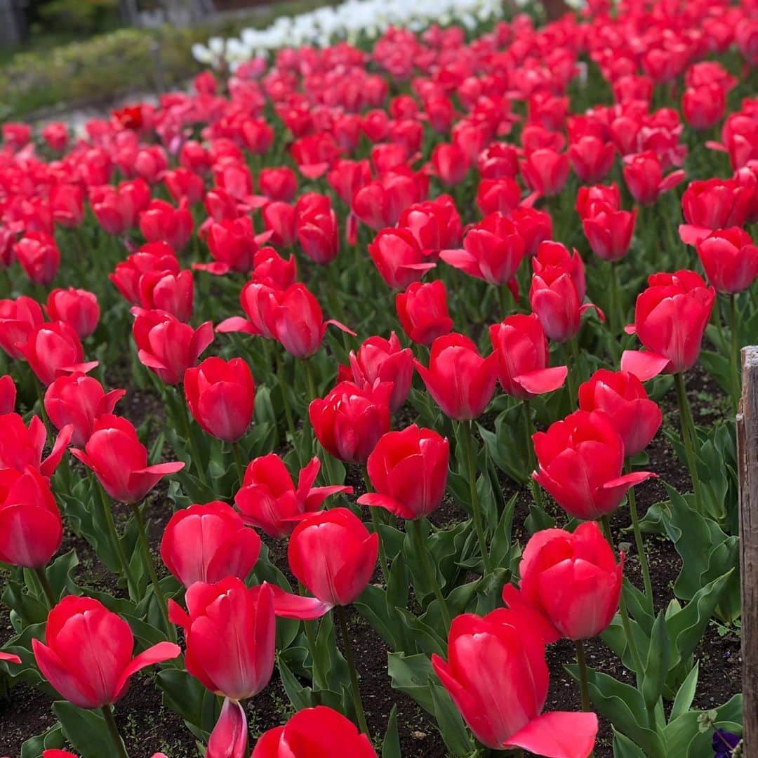 谷中唯彩さんのインスタグラム写真 - (谷中唯彩Instagram)「みんなで楽しくお花見もお出かけも出来ないけれど、気分転換と運動のためにお散歩してたら見つけた春🌷 . せっかく買ってた春服が着れないの残念だけど、その分夏楽しむんだ〜🥳 . #yuisa #erg #flower #spring #stayhome #ステイホーム #チューリップ #小さな幸せ #ポートレート #無加工 #portrait #photography #좋아요」4月20日 9時39分 - yuisa_erg