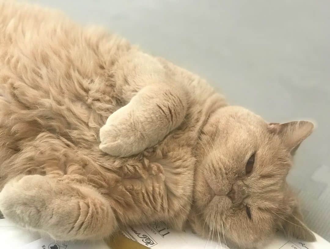 濱中鮎子のインスタグラム：「仕事するわたしの背後で黙ってカリカリ前借り要求。  #cat #ネコ #小心者の親分 #チャイ坊 #チャイ #chai #britishshorthair #ブリティッシュショートヘア #クラッシュフェイス #ぶチャイく #愛の交歓」