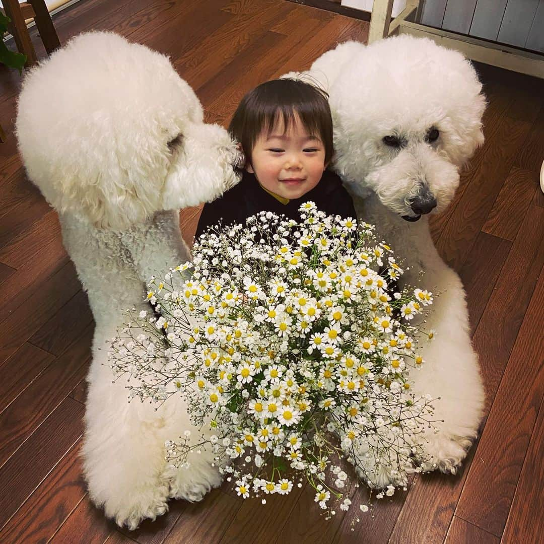 たまねぎさんのインスタグラム写真 - (たまねぎInstagram)「. . しろいお花とイケメンズと(*´꒳`*) . . #standardpoodle #dog #lovedogs #poodlesofinstagram #スタンダードプードル #whitepoodle #大型犬と子供 #poodle #dogstagram #いぬのいる生活 #もふもふ部 #わんこ部 #子どもと犬 #kidsanddog  #いぬのきもち #犬と暮らす #いぬなしでは生きていけません #うちで遊ぼう #うちで過ごそう #ブーケ #Rana #白い花 #白い犬  @rana.botanical さんの #かすみ草ブーケ に#一目惚れ」4月20日 20時03分 - tamanegi.qoo.riku